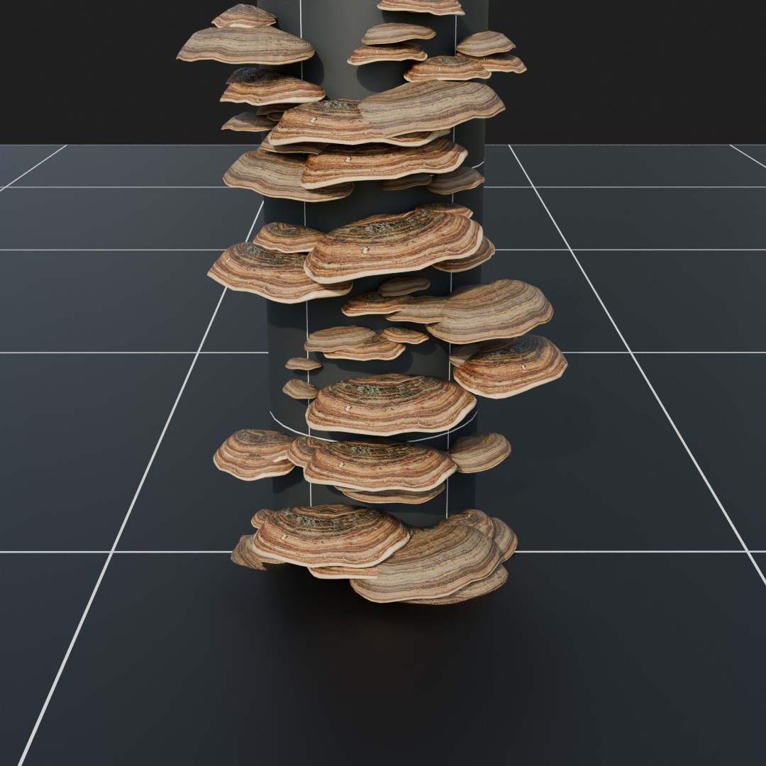 Forest Floor Mushroom Collection 2